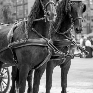 Baptiste-concours equestre à Leeuwarden -04 août 2018-0086